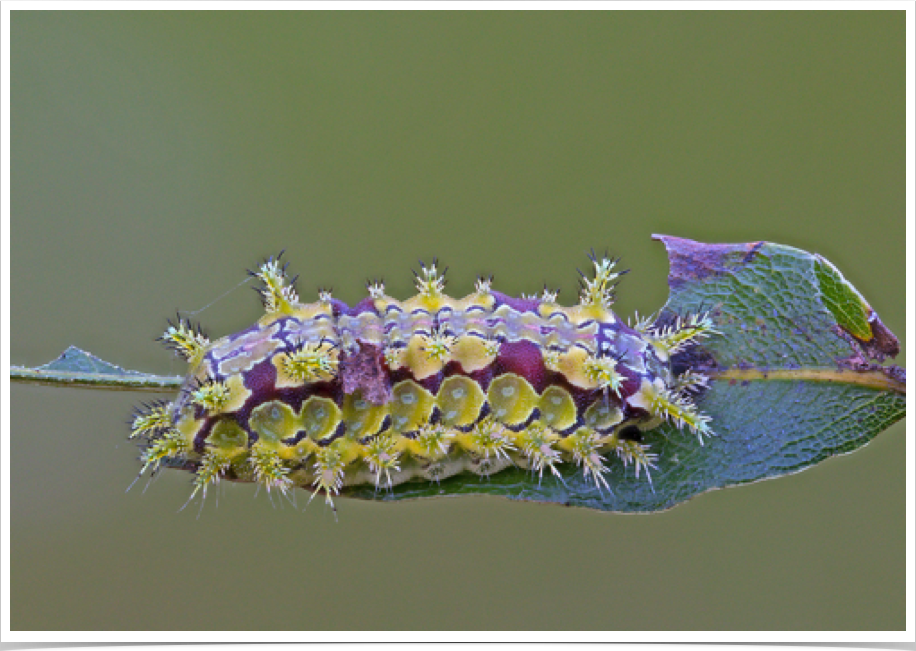 Euclea delphinii
Spiny Oak-Slug
Noxubee County, Mississippi